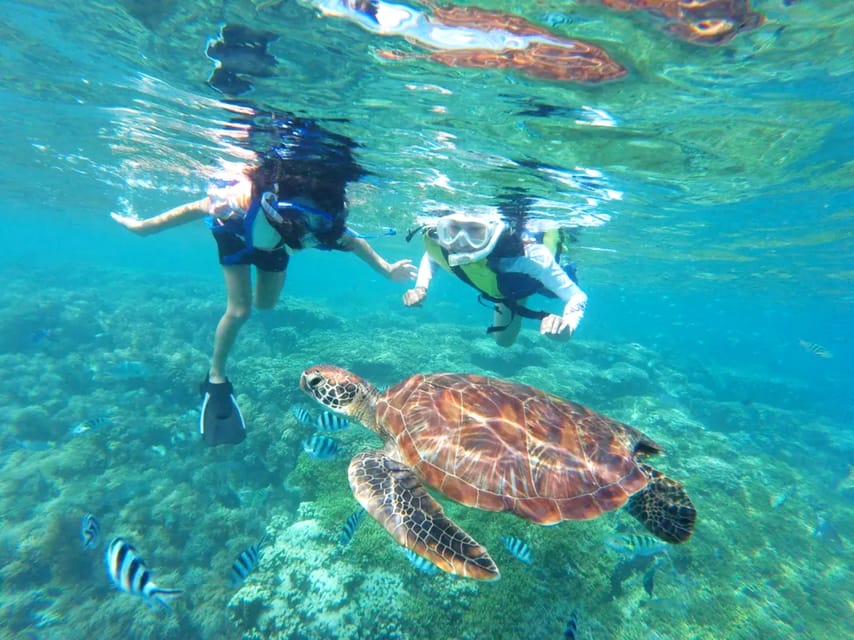 Honolulu, Oahu: Waikiki Turtle Snorkel Tour w/Shuttle Option - Ocean Intrigue and the 3-Hour Snorkel Rhythm Off Waikiki