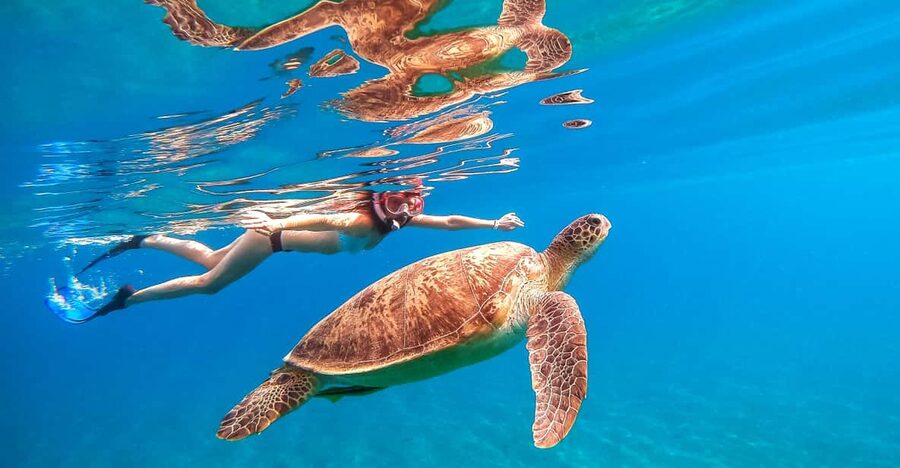 Honolulu, Oahu: Waikiki Turtle Snorkel Tour w/Shuttle Option - Weather Can Change What You See (and What’s Available)