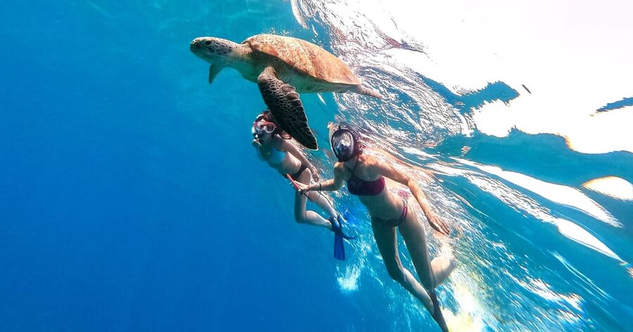 Honolulu, Oahu: Waikiki Turtle Snorkel Tour w/Shuttle Option - Should You Book This Waikiki Turtle Snorkel Tour?