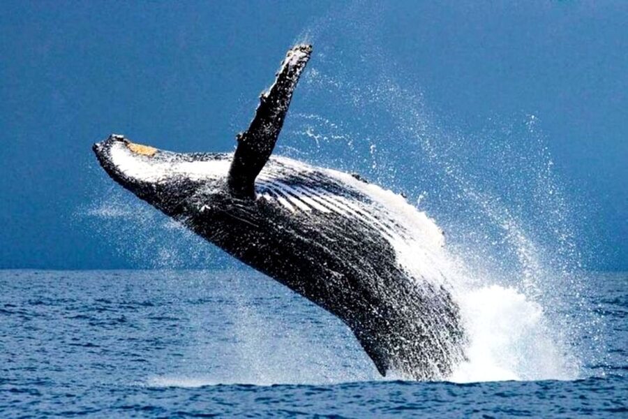 Honolulu, Oahu: Waikiki Whale Watching Cruise - Key highlights to know before you go