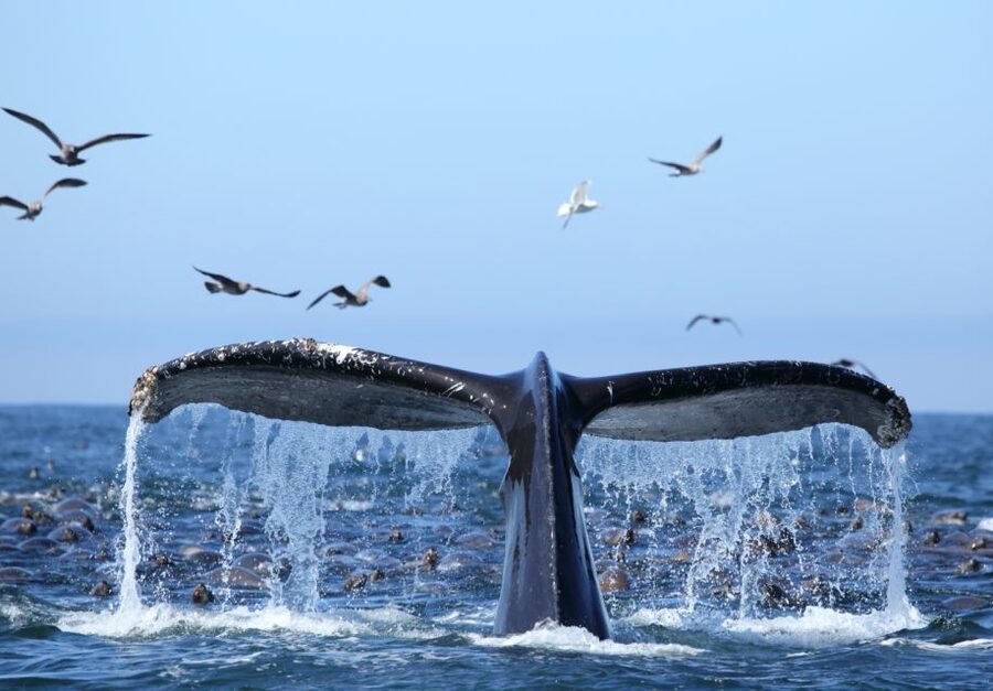 Honolulu, Oahu: Waikiki Whale Watching Cruise - Ocean Intrigue at Kewalo Basin: Where the tour starts