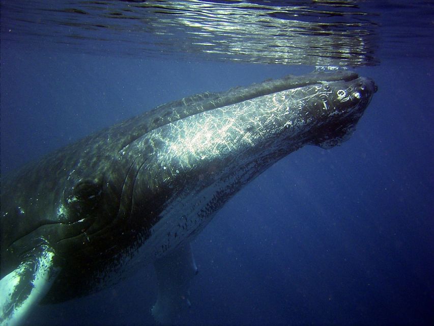Honolulu, Oahu: Waikiki Whale Watching Cruise - The 90-minute plan: how the cruise actually unfolds