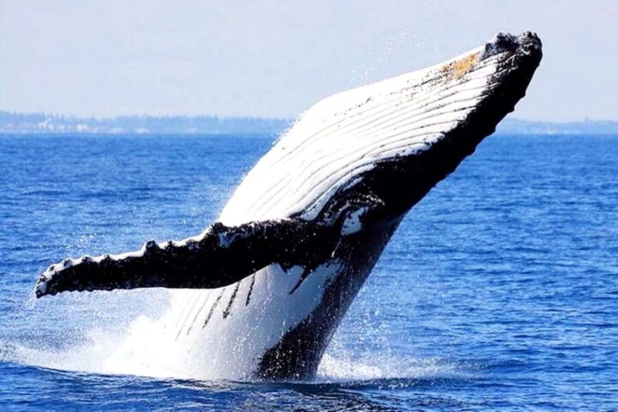 Honolulu, Oahu: Waikiki Whale Watching Cruise - Views and photos: using binoculars and packing smart