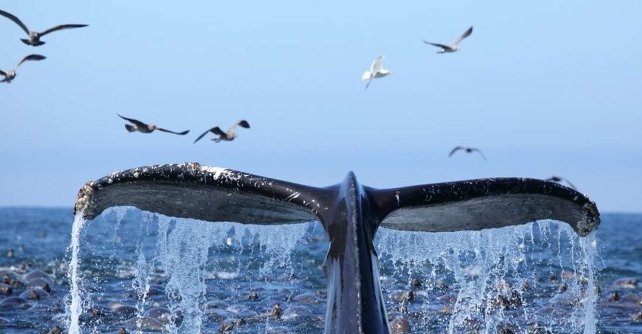 Honolulu, Oahu: Waikiki Whale Watching Cruise - Who should book this Waikiki whale watching cruise?