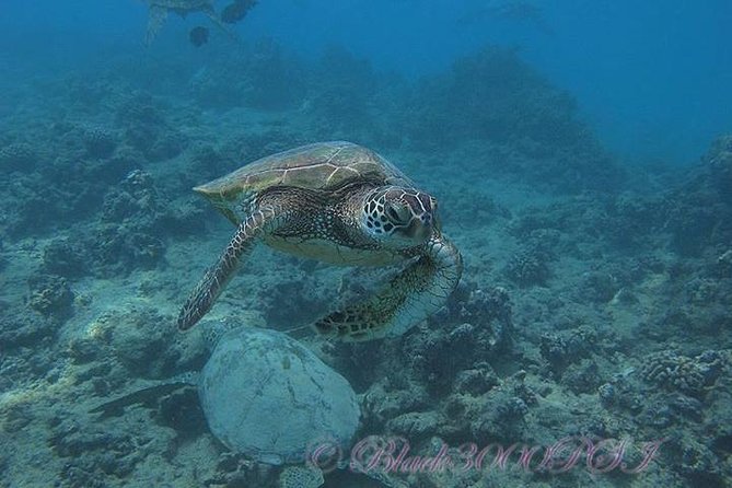 Incredibly Fun Coral Reef Giant Sea Turtles 4hour Boat Scuba Tour - Wildlife Chances Off Waikiki: Turtles, Rays, and Reef Creatures