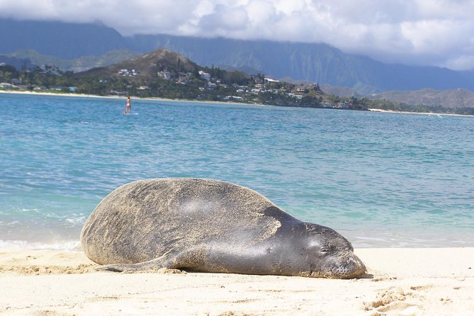 Kailua Bay, Oahu: Epic Kayak and Snorkel to Islands - Guided vs self-guided: choose the comfort level you want
