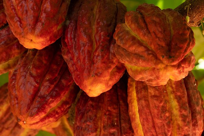 Kamananui Cacao Orchard Tour - Chocolate samples: tasting tips you’ll use long after