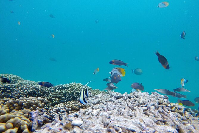 Kaneohe Sandbar Snorkeling Tour - 1st Tour - Stop 3: Head Back to Heʻeia Kea Boat Harbor