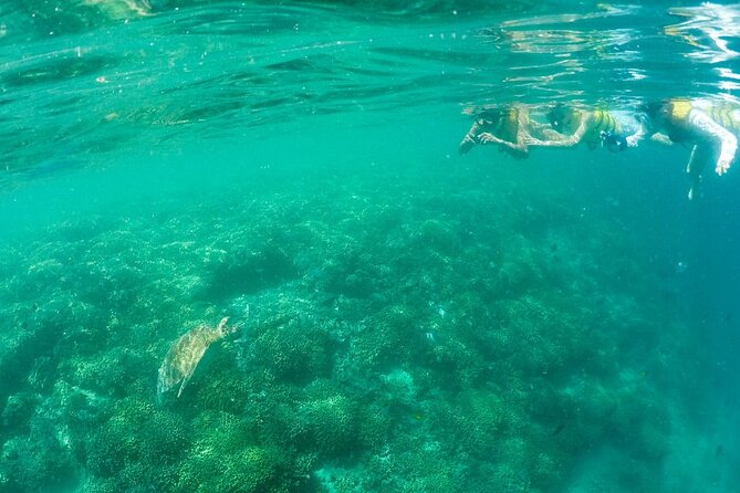 Kaneohe Sandbar Snorkeling Tour - 1st Tour - Snorkeling Gear, Life Jackets, and How to Make It Easier