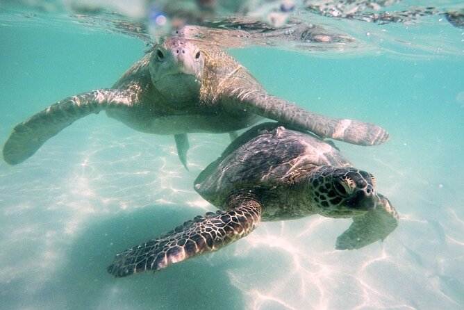 Kaneohe Sandbar Snorkeling Tour - 1st Tour - What’s Included: The Food and Small Comforts That Matter