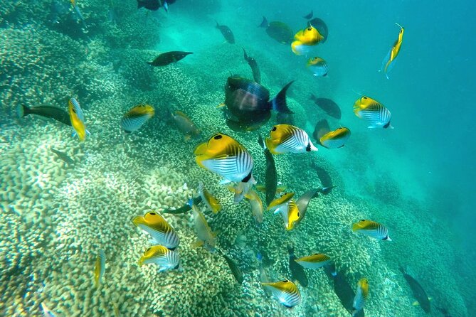 Kaneohe Sandbar Snorkeling Tour - 2nd Tour - Snorkeling the Kaneʻohe Bay lagoon: gear included, guidance offered