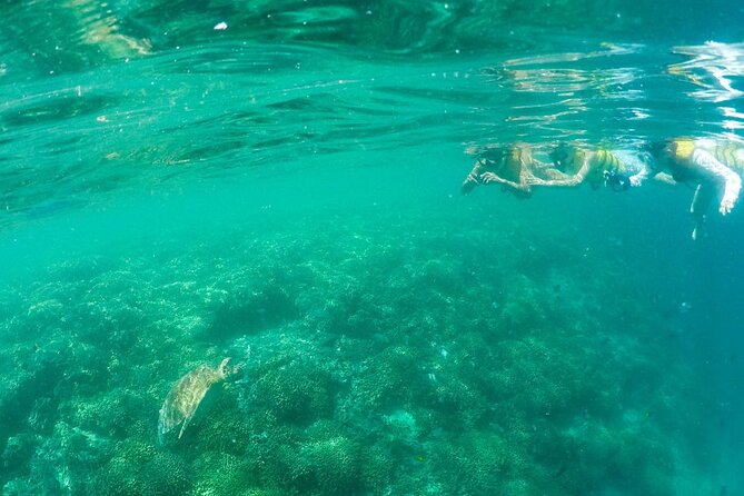 Kaneohe Sandbar Snorkeling Tour - 2nd Tour - Price and value: $158.86 per person in plain terms
