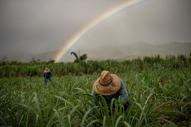 Kō Hana Hawaiian Rum Distillery Tour and Tasting for One - Why Ko Hana’s Kunia setting makes the rum taste better