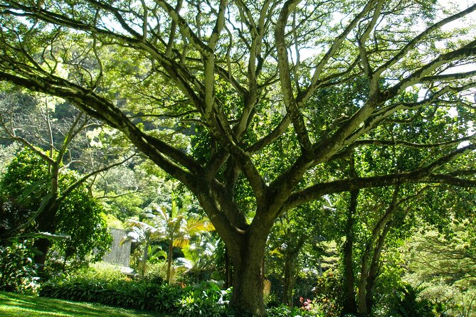 Ko Olina to North Shore Experience -Waimea Falls, Beaches & more - Haleiwa town (plus Matsumoto): shaved ice and old-school local rhythm
