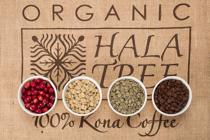 Kona Coffee Tasting: A Farm to Cup Experience - What they explain about the Kona farm: from planting to processing choices