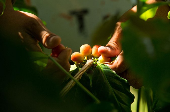 Kona Coffee Tasting: A Farm to Cup Experience - Atmosphere and views: the Oahu setting that makes the experience feel special