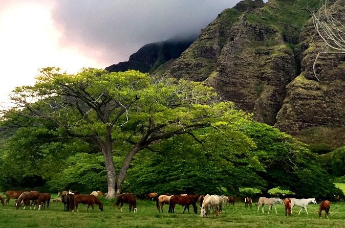 Kualoa Ranch - Horseback Walking Tour - How Great Guides Make or Break the Tour
