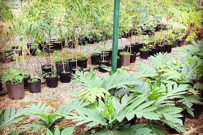 Kualoa Ranch - Kualoa Grown Tour - How long it takes (and why it feels faster than you expect)