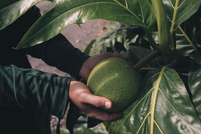 Kualoa Ranch - Kualoa Grown Tour - Heat management: the smart choice for sunny Oahu days