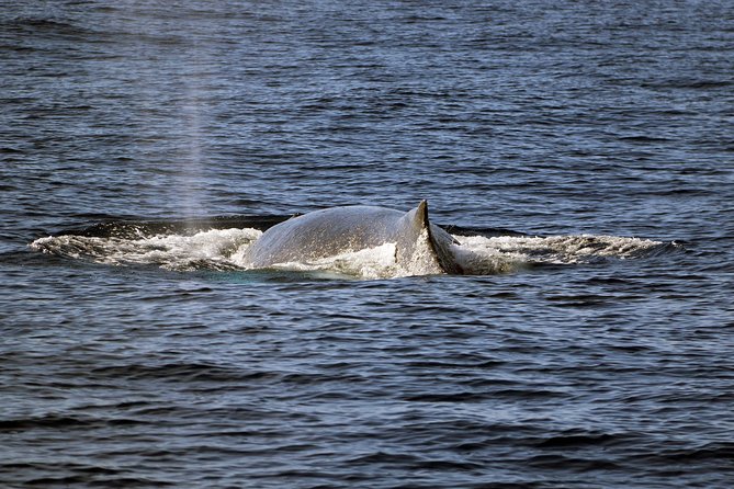 Luxury Snorkel Cruise, Local Buffet with Whale & Dolphin Watch - Photography on the water: how it changes the day
