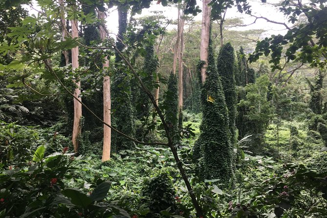 Manoa Falls-Electric Bike to Hike Experience Local meal included - Price and pacing: who this half-day tour fits best