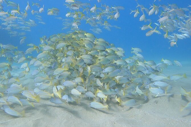 Marine Ecology Snorkel from Electric Beach Oahu with Photos - Marine biologist snorkeling at Kahe Point Beach Park
