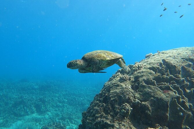 Marine Ecology Snorkel from Electric Beach Oahu with Photos - Semi-private snorkeling with a maximum of 5