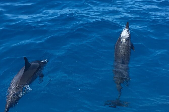 Moana’s VIP Waikiki Turtle Snorkeling Experience on Nalu - Two ways to enjoy the experience: snorkel or kick back