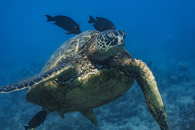 Moana’s Waikīkī Grand Guided Turtle Snorkel & Sailing Adventure - Turtle Canyon from Waikiki: why this catamaran format works