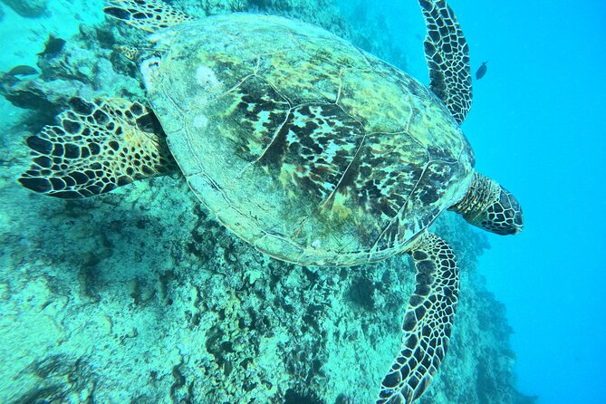 Moana’s Waikīkī Grand Guided Turtle Snorkel & Sailing Adventure - Safety and comfort: lifeguards, rescue boards, and clear coaching
