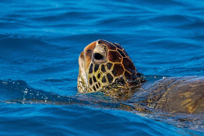 Moana’s Waikīkī Grand Guided Turtle Snorkel & Sailing Adventure - What you might see: turtles, octopuses, starfish, fish, and occasional extras
