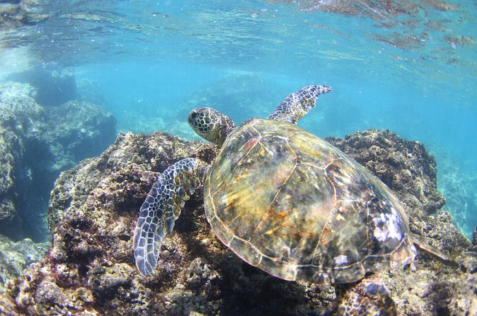 North Shore Stand-Up Paddleboard Lesson - On the Water: Upstream Calm, Turtle Watching, and the Turnaround
