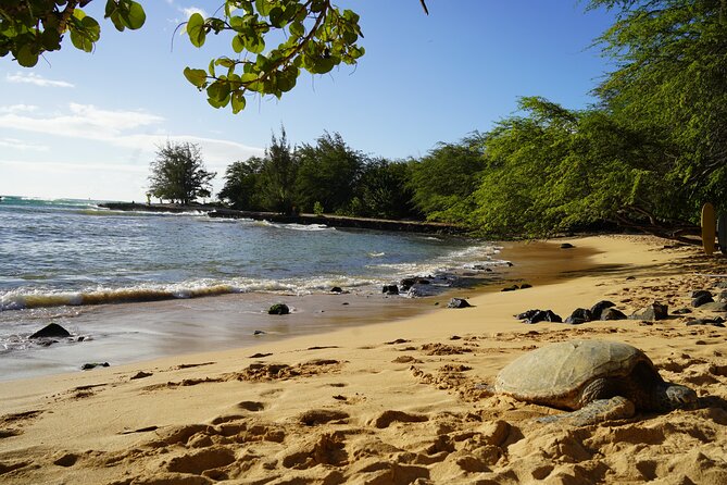 North Shore Surfing Lessons Oahu Hawaii - Getting the Most Waves Without Getting Frustrated