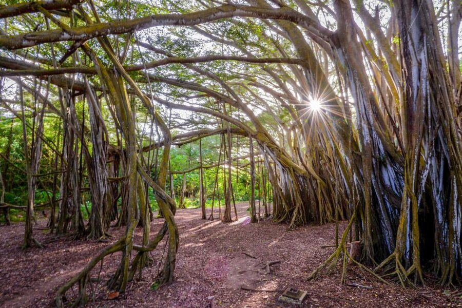 Oahu: 10-Hour Sunrise & Island Tour — Perfect First Day - Your first Oʻahu day, planned like a photo walk