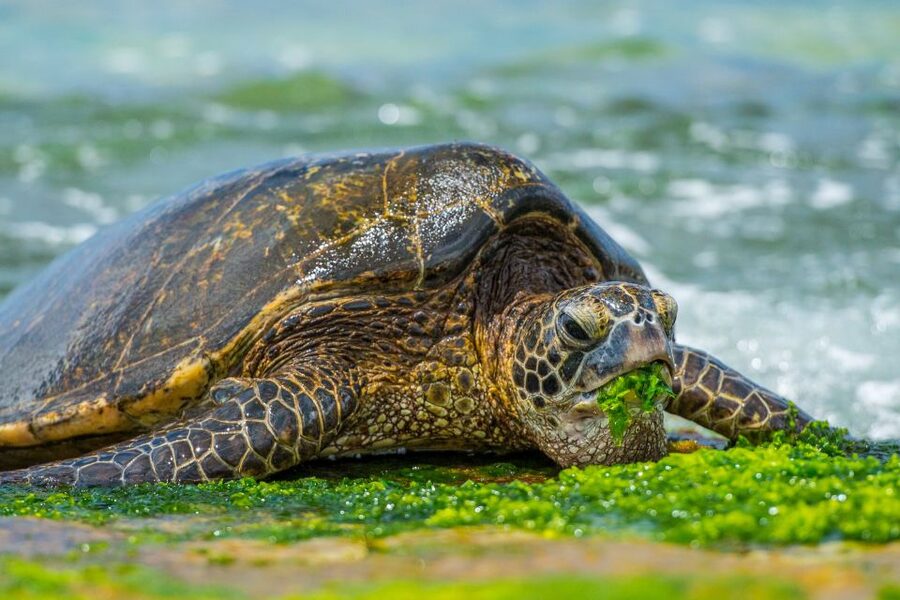 Oahu: 10-Hour Sunrise & Island Tour — Perfect First Day - North Shore run: surf towns, Kahuku snacks, and a slower lunch