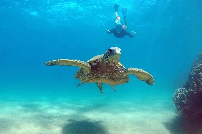 Oahu 5-in-1 Deluxe Cruise: Turtle Snorkeling & Ocean Activities - Snorkeling for green turtles: what to expect in the water