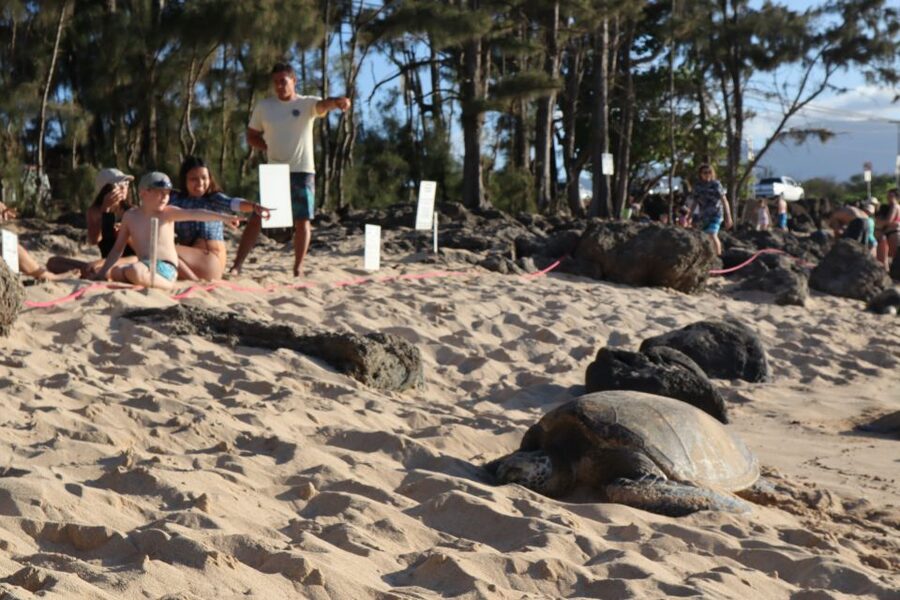 Oahu: Active Circle Island Tour - Key highlights you’ll actually feel