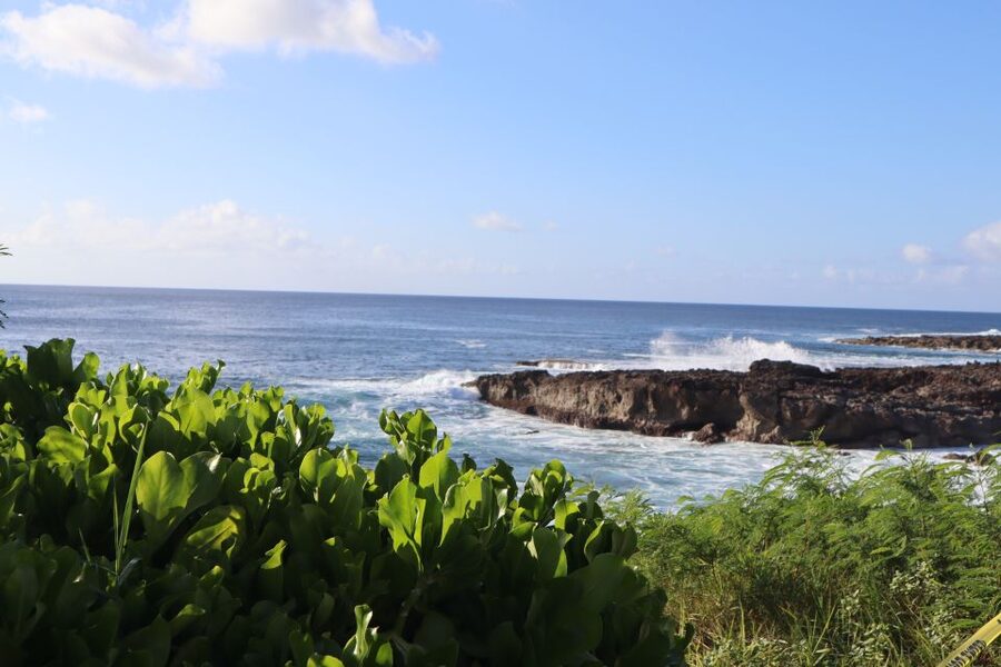 Oahu: Active Circle Island Tour - Turtle Beach time and the optional Manoa Waterfall hike