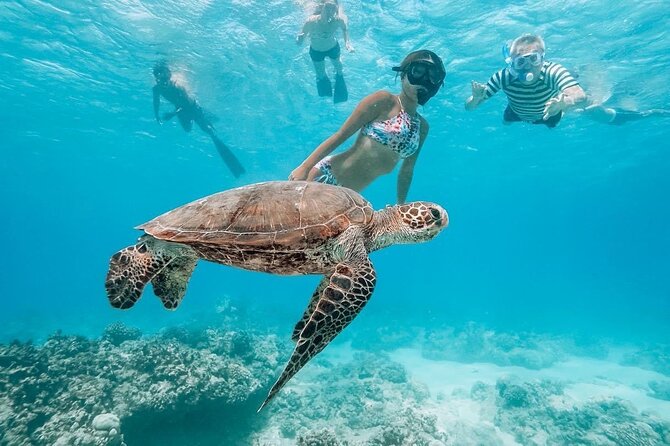 Oahu Allstar Circle Island Tour: Dole, Turtles, Blowhole, Fun - North Shore Food and Fruit Stops: Shrimp Lunch and Seasonal Snacks