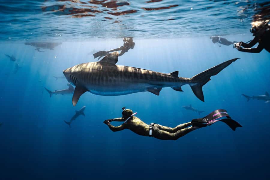 Oahu: Cageless Shark Dive Adventure - Cageless Shark Swim Off Oahu’s North Shore: What You’re Really Paying For