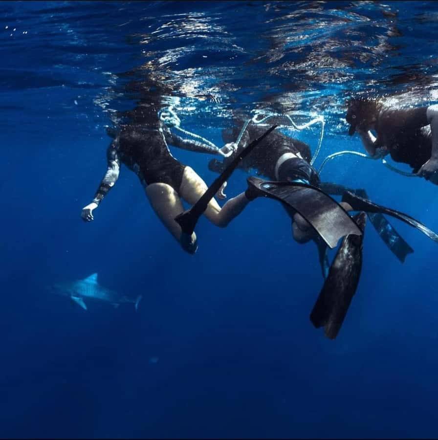 Oahu: Cageless Shark Dive Adventure - Gear and Small Rules That Make or Break the Experience