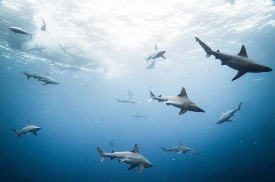 Oahu: Cageless Shark Dive Adventure - Meet the Manō: What Sharks You Should Look For