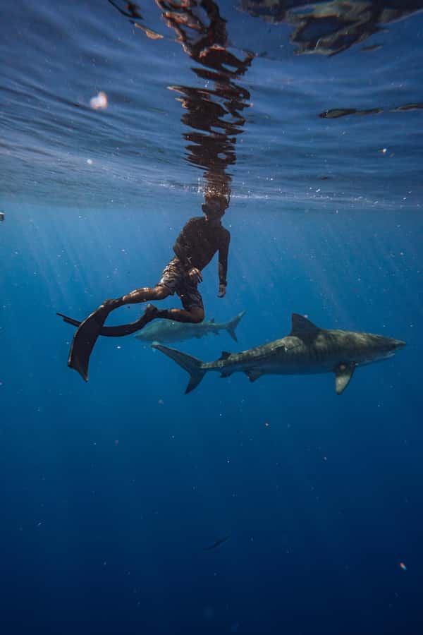 Oahu: Cageless Shark Dive Adventure - Safety Training That Actually Helps You Relax