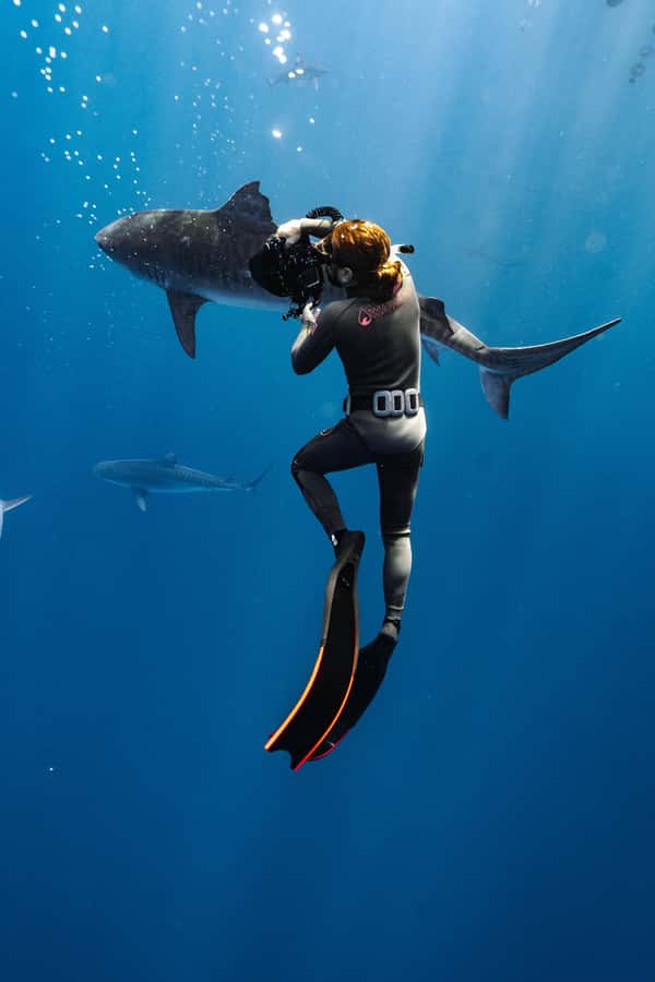 Oahu: Cageless Shark Dive Adventure - Who This Tour Fits Best (and Who Should Skip It)