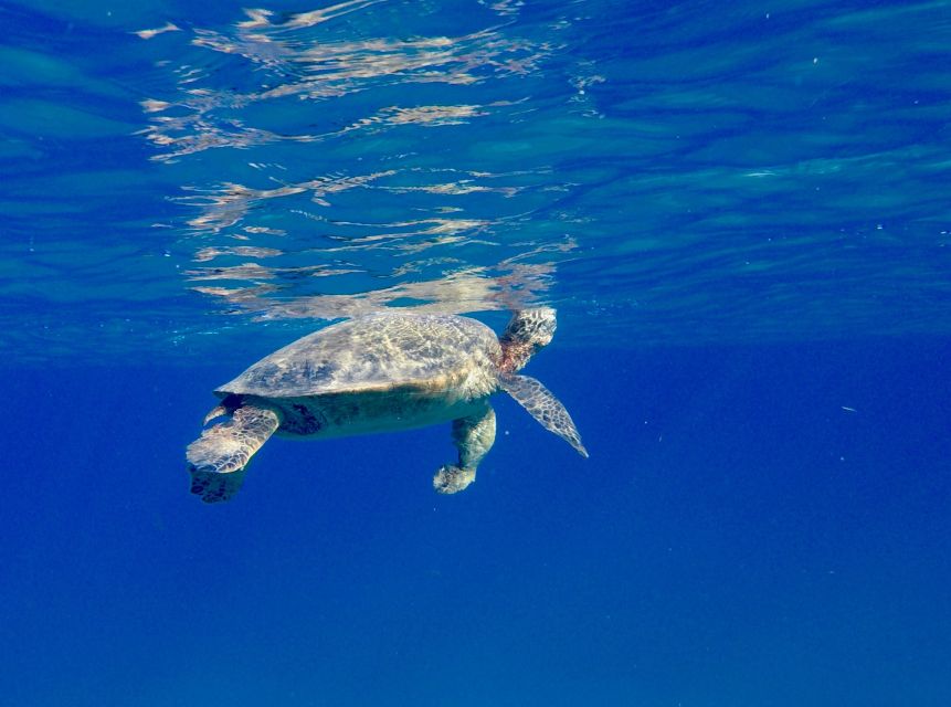 Oahu: Dolphin Swim and Turtle Snorkel Excursion in Waianae - Who should book this Dolphin Excursions Hawaii trip
