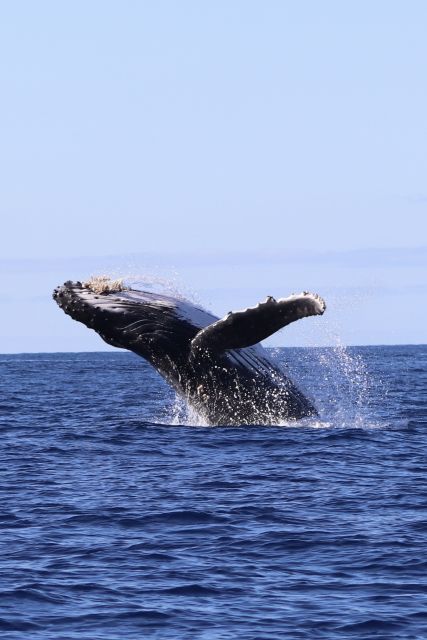 Oahu: Dolphin Swim and Turtle Snorkel Excursion in Waianae - Waianae’s dolphin and turtle mission on a 32-foot boat