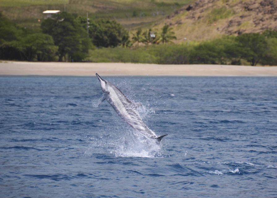 Oahu: Dolphin Swim and Turtle Snorkel Excursion in Waianae - Safety briefing: the part that makes the snorkel less stressful