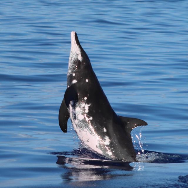 Oahu: Dolphin Swim and Turtle Snorkel Excursion in Waianae - On the water: wild dolphin searching and winter whale odds