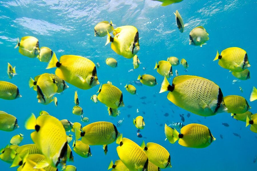Oahu: Dolphin Swim and Turtle Snorkel Excursion in Waianae - Snorkeling in protected bays: sea turtles, colorful reefs, and fish