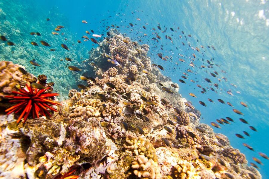 Oahu: Dolphin Swim and Turtle Snorkel Excursion in Waianae - Price and value: why $193 can make sense for Oahu